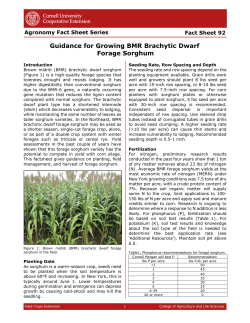 Guidance for Growing BMR Brachytic Dwarf Forage Sorghum