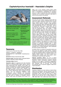 Cephalorhynchus heavisidii - Endangered Wildlife Trust
