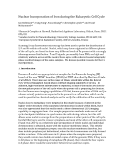 Nuclear Incorporation of Iron during the Eukaryotic Cell Cycle
