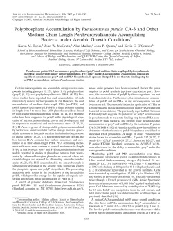 Polyphosphate Accumulation by Pseudomonas putida CA