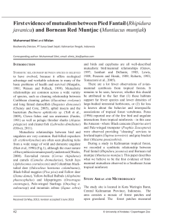 First evidence of mutualism between Pied Fantail (Rhipidura