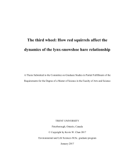 The third wheel: How red squirrels affect the dynamics of the lynx