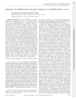 Ontogeny of ornithine-urea cycle gene expression in zebrafish