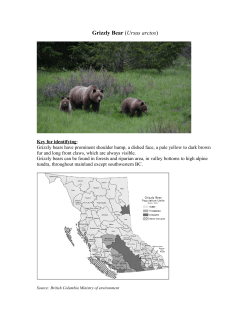 Grizzly Bear (Ursus arctos) - Wilderness Stewardship Foundation