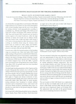 ground-nesting bald eagles on the virginia barrier islands