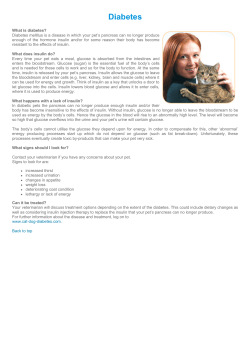 Diabetes - Lilydale Vet Centre