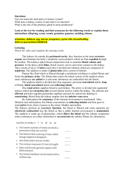 Questions: Can you name the main parts of urinary system?