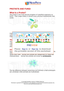 Protists and Fungi - Guide