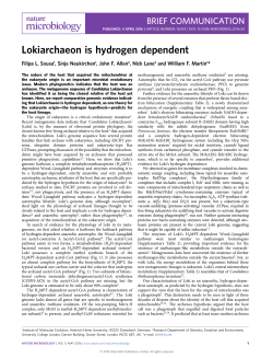 Lokiarchaeon is hydrogen dependent