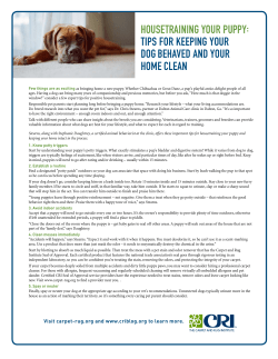 Housetraining your puppy: Tips for keeping your dog behaved and