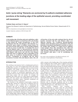 Actin `purse string` - Journal of Cell Science