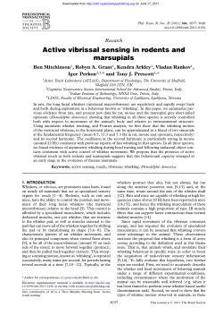 Active vibrissal sensing in rodents and marsupials