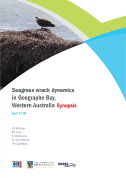 Seagrass wrack dynamics in Geographe Bay