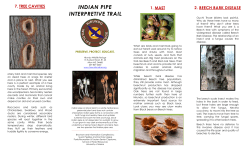 Indian Pipe Trail Brochure