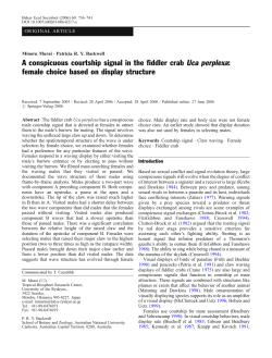 A conspicuous courtship signal in the fiddler crab Uca perplexa