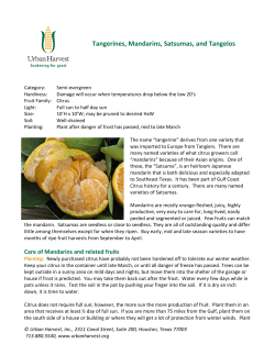 Tangerines, Mandarins, Satsumas, and Tangelos