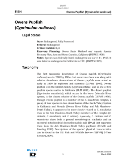 Owens Pupfish (Cyprinodon radiosus)