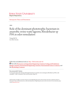 Role of the dominant phototrophic bacterium in anaerobic swine
