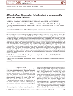 Allogalathea (Decapoda: Galatheidae): a monospecific genus of