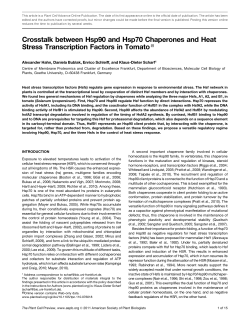 Crosstalk between Hsp90 and Hsp70 Chaperones