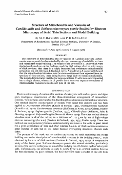 Structure of Mitochondria and Vacuoles of Candida