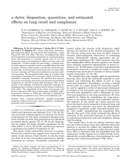 -Actin: disposition, quantities, and estimated effects on lung recoil