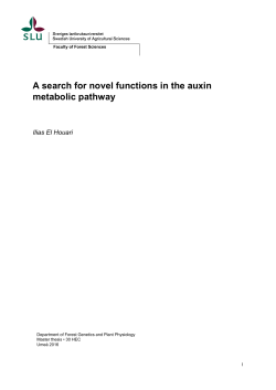A search for novel functions in the auxin metabolic pathway