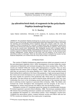 An ultrastructural study of oogenesis in the polychaete <Emphasis