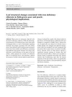Leaf structural changes associated with iron deficiency chlorosis in