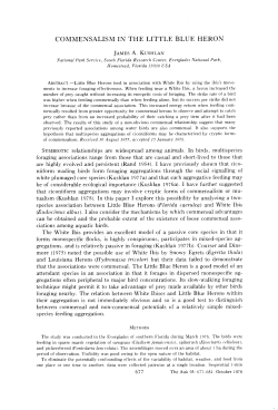 COMMENSALISM IN THE LITTLE BLUE HERON