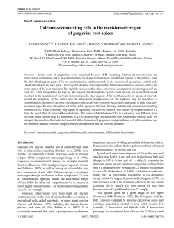 Calcium-accumulating cells in the meristematic region of grapevine