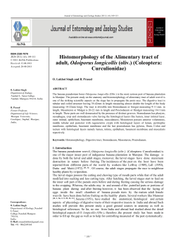 Histomorphology of the Alimentary tract of adult, Odoiporus longicollis