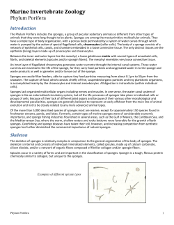 Marine Invertebrate Zoology