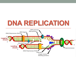 DNA Replication - Peoria Public Schools