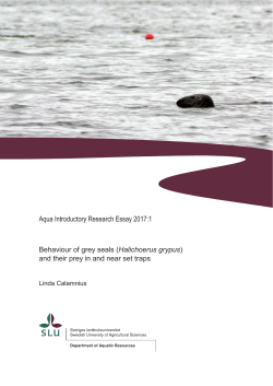 Aqua Introductory Research Essay 2017:1