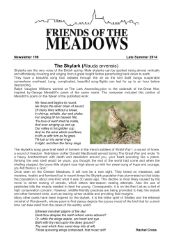 The Skylark (Alauda arvensis)