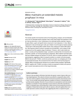 Meioc maintains an extended meiotic prophase I