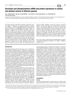 Sarcolipin and phospholamban mRNA and protein expression in