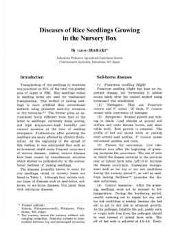 Diseases of Rice Seedlings Growing in the Nursery Box