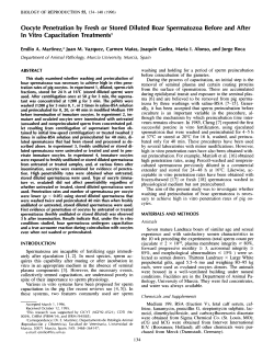 Oocyte Penetration by Fresh or Stored Diluted Boar Spermatozoa
