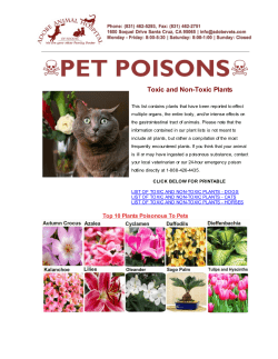 Toxic and Non-Toxic Plants