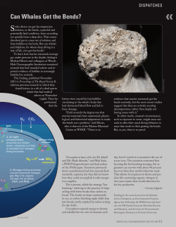 Can Whales Get the Bends? - Woods Hole Oceanographic Institution