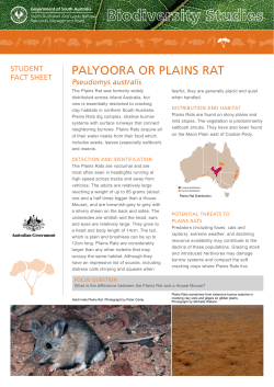 Plains rat and southern marsupial mole