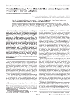 Terminal Minihelix, a Novel RNA Motif That Directs Polymerase III