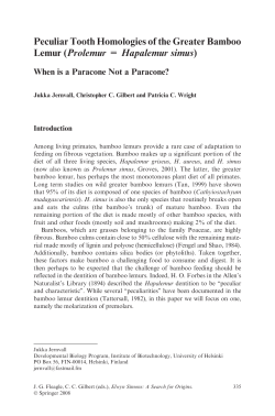 Peculiar Tooth Homologies of the Greater Bamboo Lemur (Prolemur
