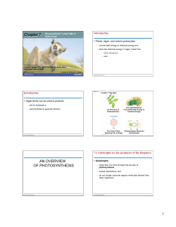 Chapter 7 Photosynthesis