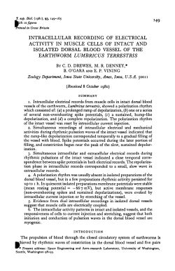 intracellular recording of electrical activity in
