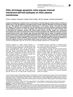 After shrinkage apoptotic cells expose internal membrane