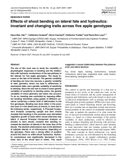 Effects of shoot bending on lateral fate and hydraulics: invariant and