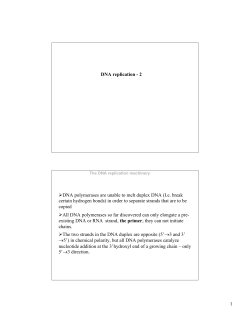 DNA replication, lectures 22,23